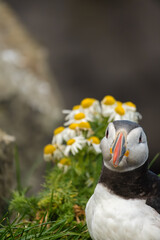 Atlantic Puffin