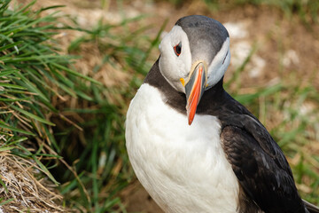 Atlantic Puffin