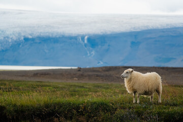Obraz premium Sheep in the highlands Iceland