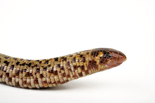 Marokkanische Schachbrett-Doppelschleiche // Checkerboard Worm Lizard (Trogonophis wiegmanni) - from Morocco