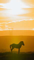 Icelandic landscapes