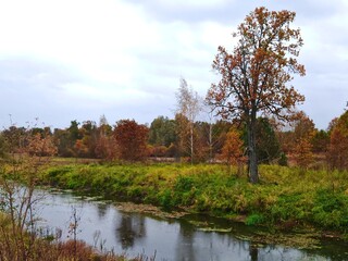 Fototapeta premium Autumn Landscape in a field with a river and trees with yellow leaves in rain.