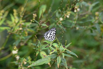 Castalius rosimon or common Pierrot butterfly. It  is a small butterfly found in India that belongs to the lycaenids, or blues family.