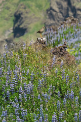 Icelandic landscapes