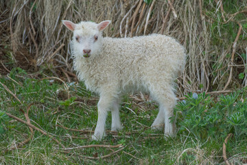 Obraz premium Fauna in Iceland