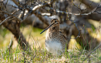 Icelandic birds in summer time