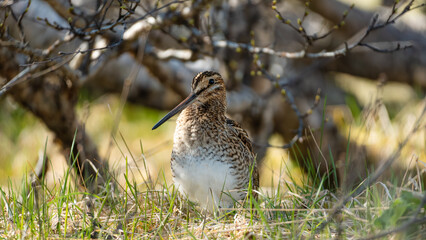 Icelandic birds in summer time