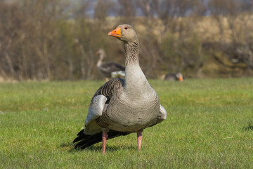 Icelandic birds in summer time