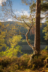 A sunny, autumnal HDR Image of the trees around a picnic site on the shores Loch Eck, Argyll and Bute, Scotland.