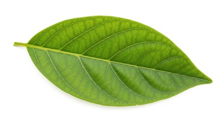 Obraz premium Single green leaf with detailed veins against a