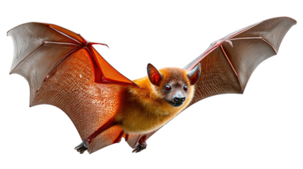 Bat in Flight: An adorable bat soars gracefully against a stark background, displaying its leathery wings in full extension. This image captures the essence of nocturnal wonder.