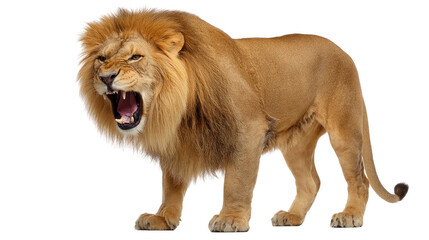 Obraz premium Lion's Roar: A majestic male lion with a magnificent mane stands regally, its powerful roar echoing with authority, capturing the raw power and beauty of the animal.