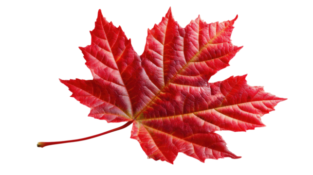 Fiery Autumn Leaf: A vibrant, close-up captures the intricate details of a single, radiant red maple leaf, a symbol of autumn's captivating beauty.