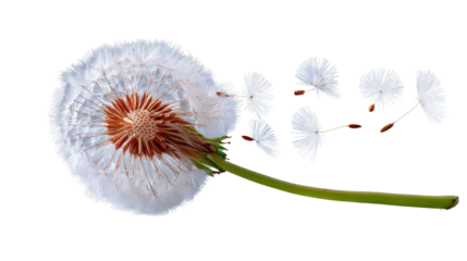 Ephemeral Wishes: A close-up shot of a dandelion in full seed, with delicate, feathery parachutes floating away, representing dreams, wishes, and the gentle beauty of nature.