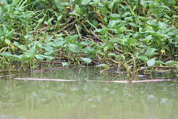 Water spinach in river bank. Its other common names Ipomoea aquatica and  kangkung. This is a semi aquatic, tropical plant grown as a vegetable for its tender shoots. It grows abundantly near waterway