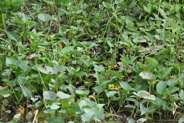 Water spinach in river bank. Its other common names Ipomoea aquatica and  kangkung. This is a semi aquatic, tropical plant grown as a vegetable for its tender shoots. It grows abundantly near waterway