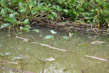 Water spinach in river bank. Its other common names Ipomoea aquatica and  kangkung. This is a semi aquatic, tropical plant grown as a vegetable for its tender shoots. It grows abundantly near waterway