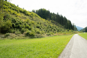 Path Through Meadow Leading into Coniferous Forest in Summer Light