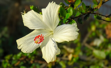 Close-up of a white hibiscus flower.