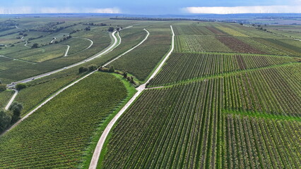 Weinberge bei Oppenheim