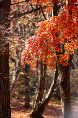 紅葉で真っ赤に染まったモミジの枝葉