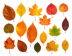 Obraz premium Assortment of various fallen leaves in autumnal colors on a black background