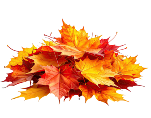 A vibrant pile of maple leaves displaying a spectrum of autumn colors against a black backdrop