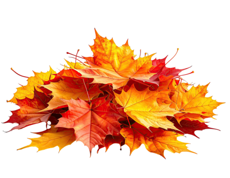 A vibrant pile of maple leaves displaying a spectrum of autumn colors against a black backdrop