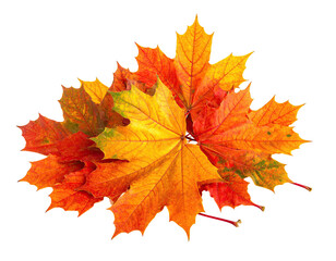 Fototapeta premium Close-up of vibrant, multicolored maple leaves, layered against a stark black backdrop