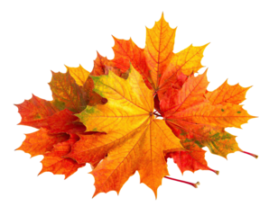 Close-up of vibrant, multicolored maple leaves, layered against a stark black backdrop