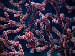 Pygmy Seahorse, Zwergseepferdchen (Hippocampus bargibanti) © scubaluna