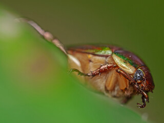 Japanese Beetle, Japankäfer (Popilla japonica)