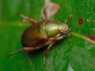 Japanese Beetle, Japankäfer (Popilla japonica)