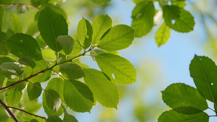 Obraz premium Fresh green leaves with sunlight shining through branches