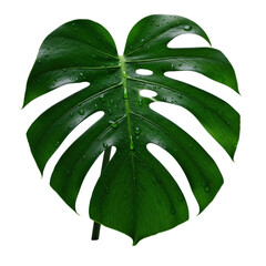 Vibrant, glossy emerald Monstera leaf, dewdrops, fenestrations, intricate veins, extreme close-up on transparent, dramatic studio light, light refraction, concept of nature's microcosm