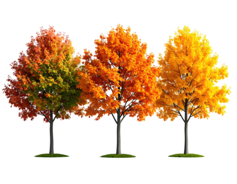 Three vibrant trees showcasing a spectrum of autumn colors against a stark black backdrop