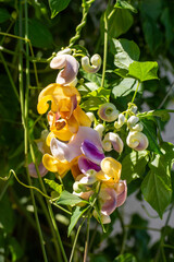 Vigna Caracalla close up, known as Snailflower, with amazing scent