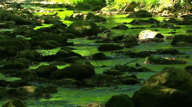 Still video shot, less than 20 seconds, of water running in a small stream in the South of France with dead autumn leaves.
