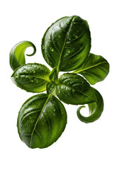 Vibrant emerald green basil sprig, dewy leaves, intricate venation, micro-droplets, extreme macro shot against transparent, dramatic lighting, concept of perfection nature and microcosm