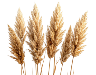 Close-up of several dried, feathery plants with a golden hue against a transparent background