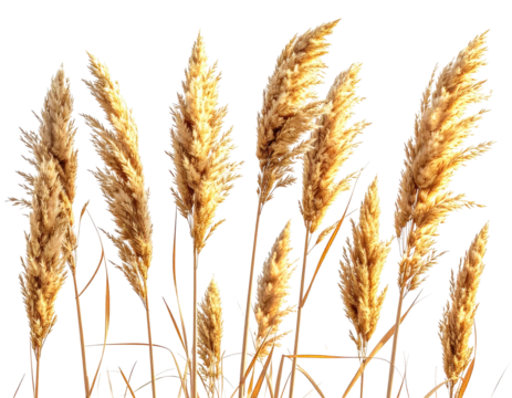 Isolated, golden ornamental grass plumes stand against a transparent background, offering a textured look
