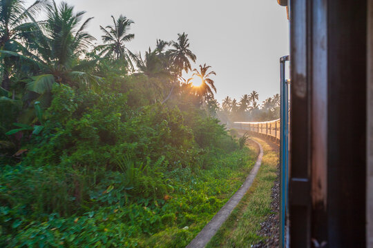 View of a train curving through lush green foliage, sun peeking through palm trees in the distance, a vibrant scene of travel, Kandy, Central Province, Sri Lanka.
