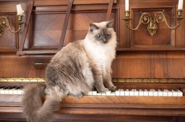 siberian cat and piano