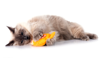 siberian cat in studio