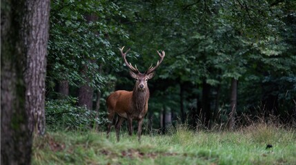 Majestic Stag in Forest: Portrait of a Red Deer with Antlers, Nature's Beauty.