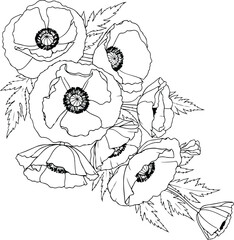 Fototapeta premium A delicate line drawing of a bouquet of poppies