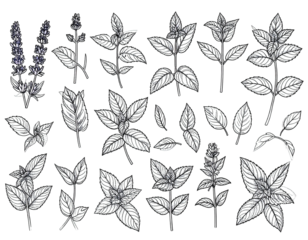 Black and white illustration of various leafy stems and sprigs of herbs