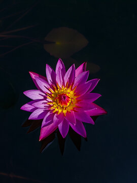 Vibrant Purple Water Lily Flower in Full Bloom &ndash; Close-Up Botanical Photography for Nature, Background, and Aesthetic Design