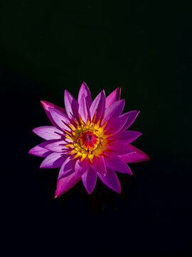 Vibrant Purple Water Lily Flower in Full Bloom &ndash; Close-Up Botanical Photography for Nature, Background, and Aesthetic Design