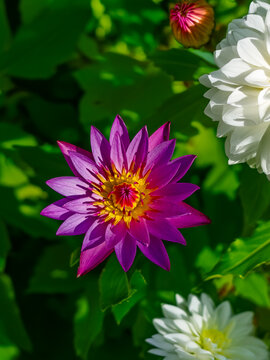 Vibrant Purple Water Lily Flower in Full Bloom &ndash; Close-Up Botanical Photography for Nature, Background, and Aesthetic Design